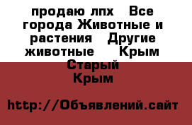 продаю лпх - Все города Животные и растения » Другие животные   . Крым,Старый Крым